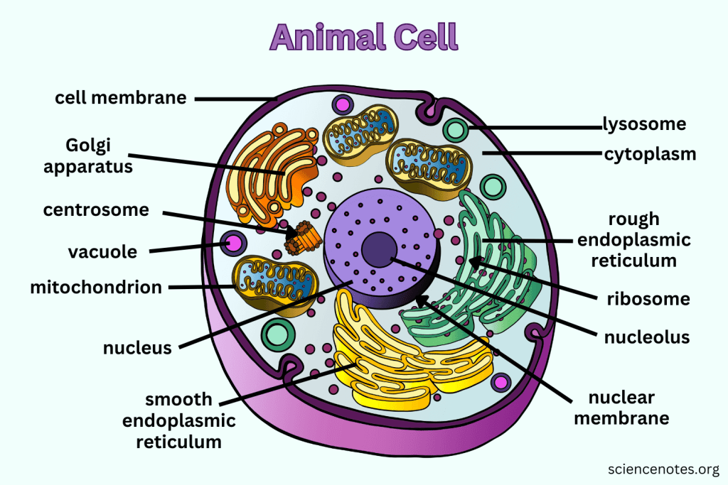 nucleus